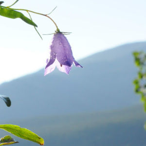 Meet your Posher, Ella